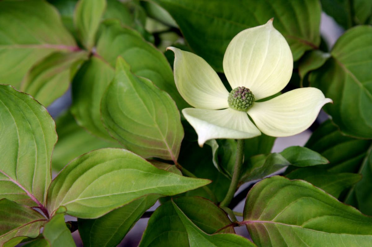 Cornus kousa Venus®
