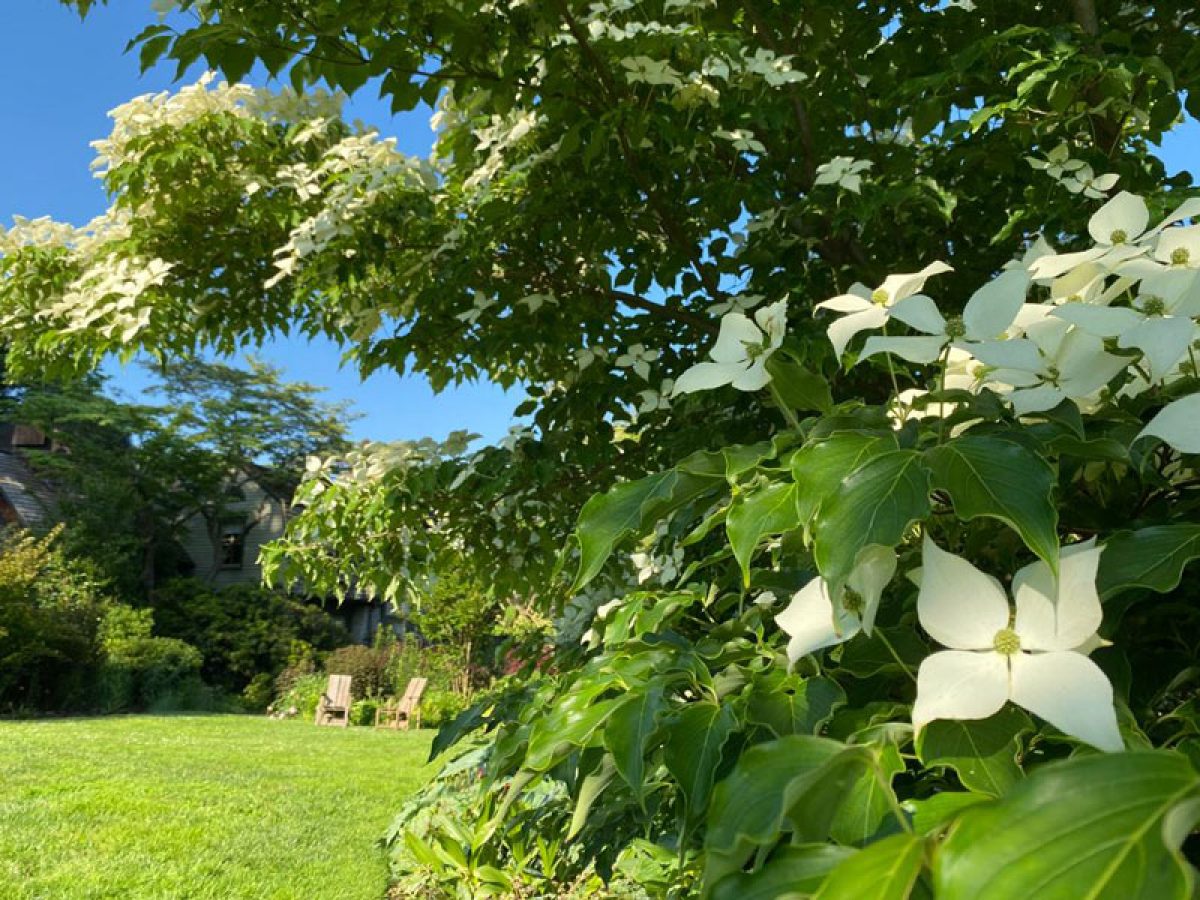 Cornus kousa 'Greensleeves'